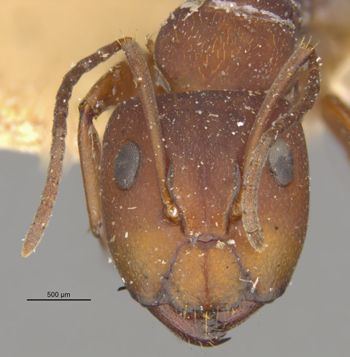 Media type: image;   Entomology 21574 Aspect: head frontal view